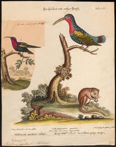 Polytmus jugularis - 1700-1880 - Print - Iconographia Zoologica - Special Collections University of Amsterdam - UBA01 IZ19100135