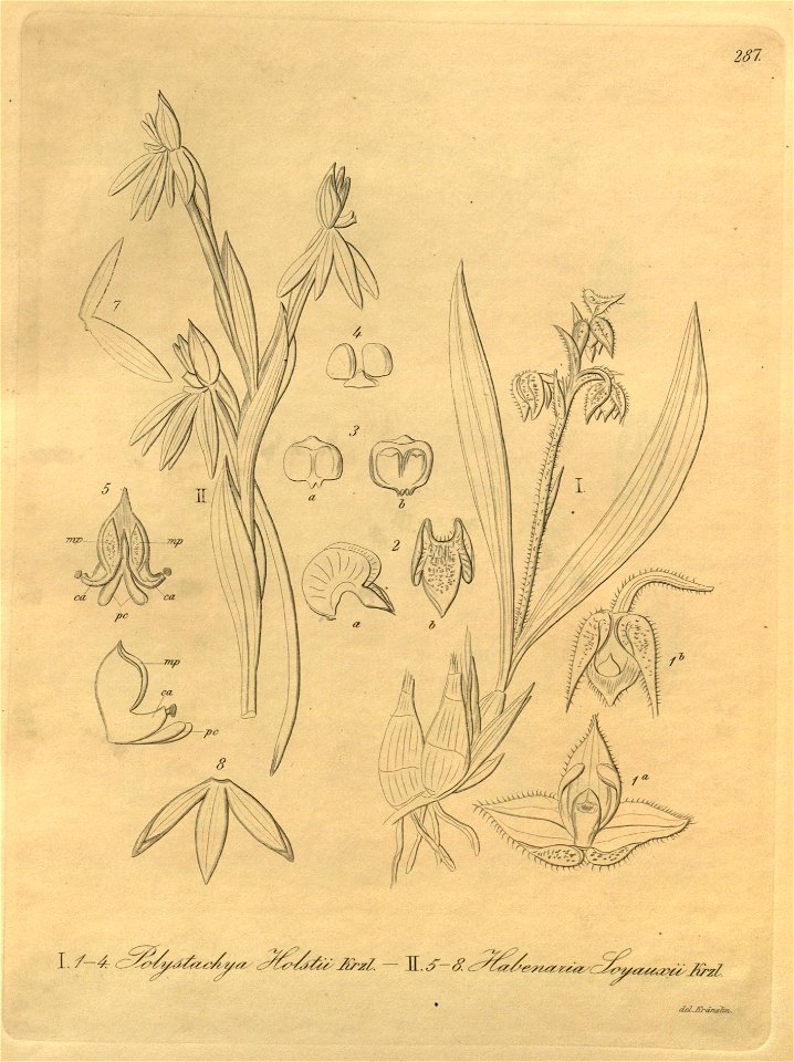 Polystachya holstii - Habenaria walleri (as Habenaria soyauxii) - Xenia 3 pl 287