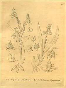 Polystachya holstii - Habenaria walleri (as Habenaria soyauxii) - Xenia 3 pl 287. Free illustration for personal and commercial use.