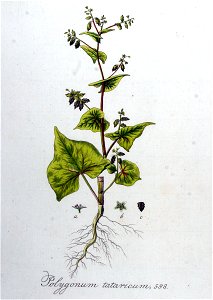 Polygonum tataricum — Flora Batava — Volume v8. Free illustration for personal and commercial use.