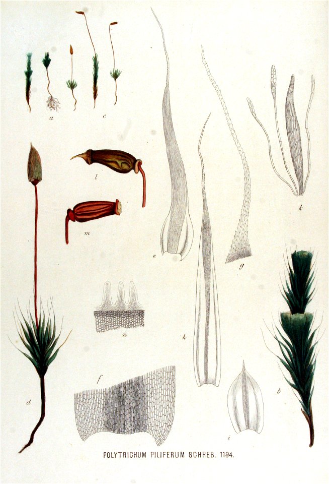 Polytrichum piliferum — Flora Batava — Volume v15