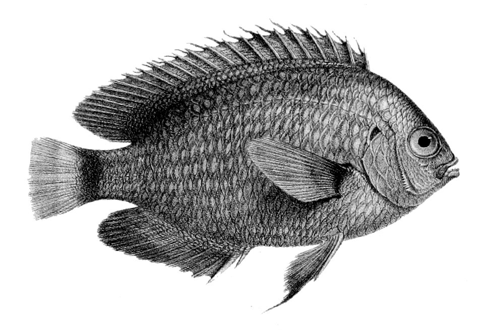 Pomacentrus trichrourus