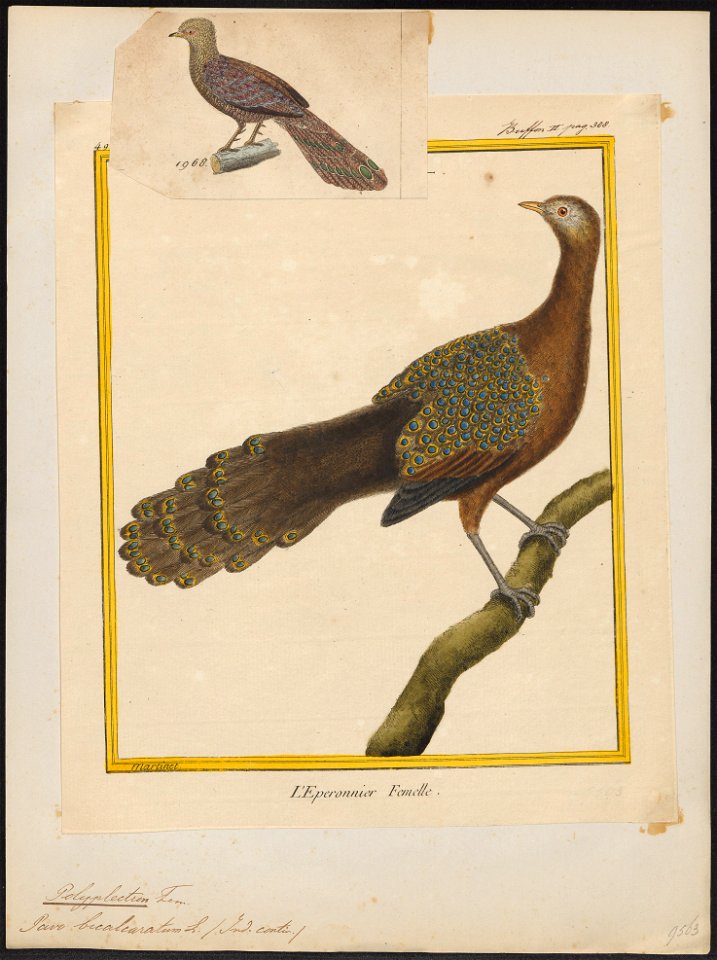 Polyplectron bicalcaratum - 1700-1880 - Print - Iconographia Zoologica - Special Collections University of Amsterdam - UBA01 IZ16900183