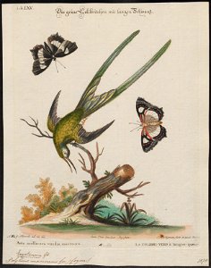 Polytmus macrourus - 1700-1880 - Print - Iconographia Zoologica - Special Collections University of Amsterdam - UBA01 IZ19100039