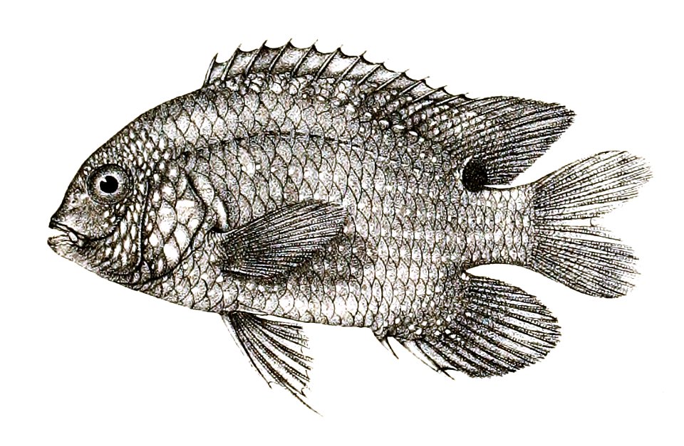 Pomacentrus punctatus Ford 80