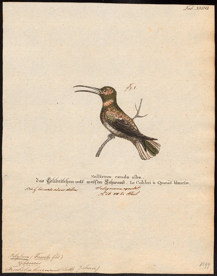 Polytmus leucurus - 1700-1880 - Print - Iconographia Zoologica - Special Collections University of Amsterdam - UBA01 IZ19100073