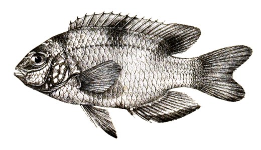 Pomacentrus trimaculatus Ford 80