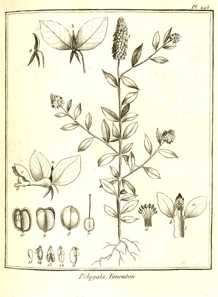 Polygala timoutou Aublet 1775 pl 295