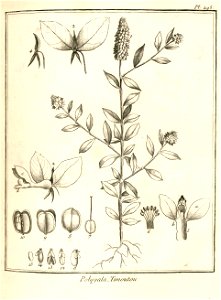 Polygala timoutou Aublet 1775 pl 295