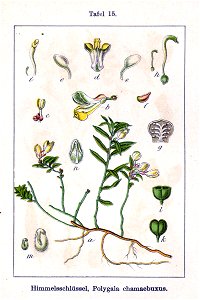 Polygala chamaebuxus Sturm15