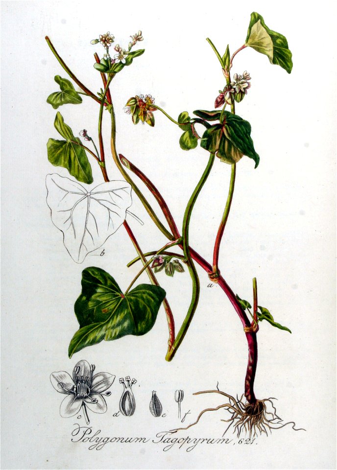 Polygonum fagopyrum — Flora Batava — Volume v8
