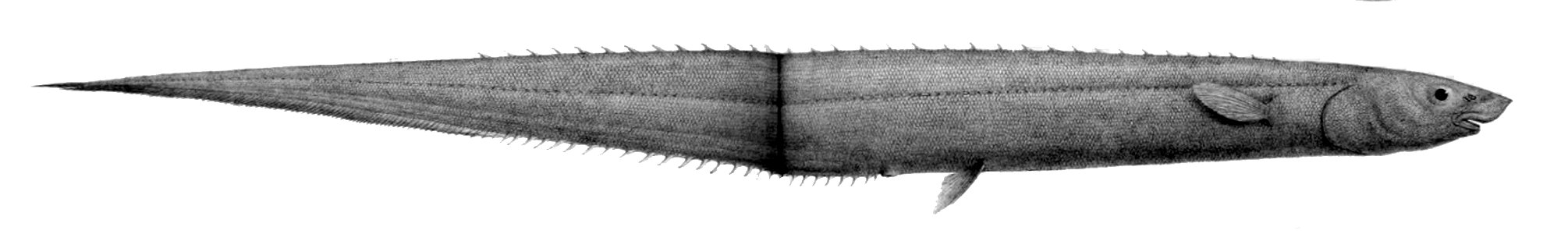 Polyacanthonotus rissoanus2
