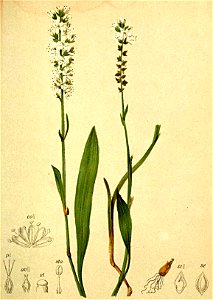 Polygonum viviparum Atlas Alpenflora