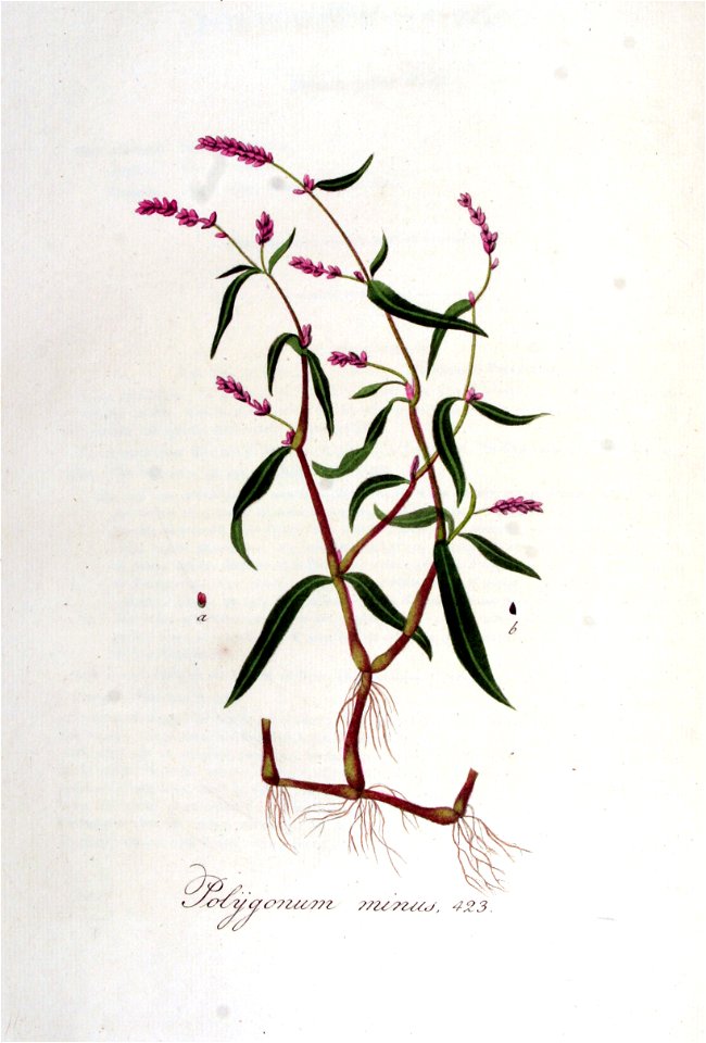 Polygonum minus — Flora Batava — Volume v6