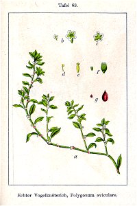Polygonum aviculare Sturm63