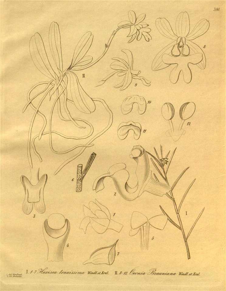 Ponera juncifolia (as Hexisea tenuissima) - Oeonia brauniana - Xenia 3 pl 300