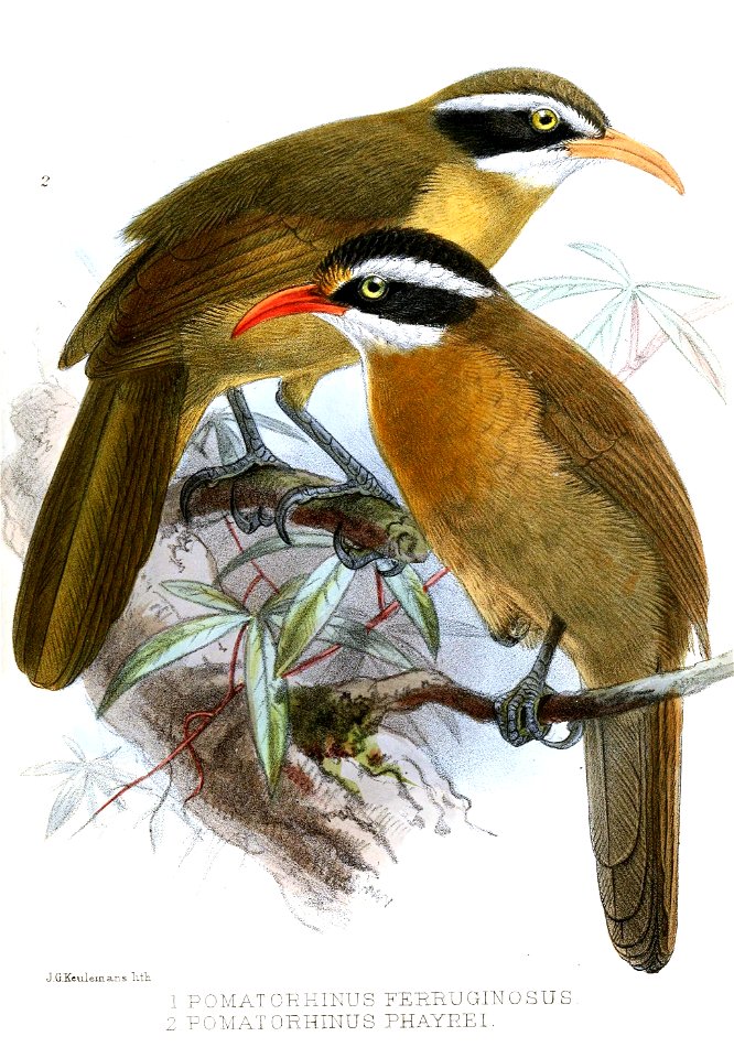PomatorhinusKeulemans