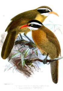 PomatorhinusKeulemans