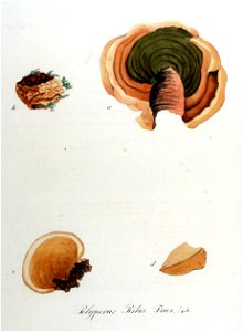 Polyporus ribis — Flora Batava — Volume v10