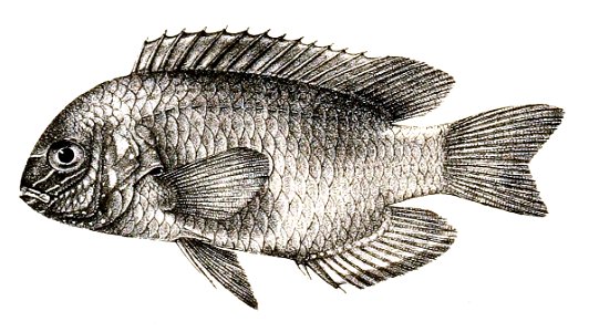 Pomacentrus albofasciatus Ford 80