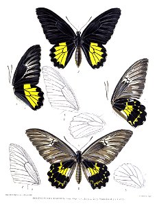 PompeopteraDarsiusRippon