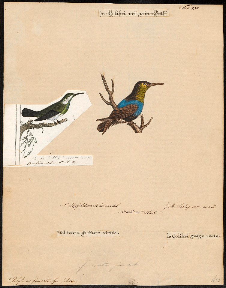 Polytmus furcatus - 1700-1880 - Print - Iconographia Zoologica - Special Collections University of Amsterdam - UBA01 IZ19100149