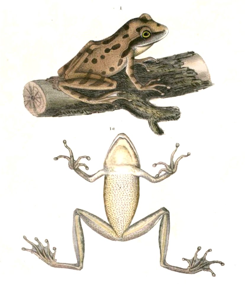 Polypedates maculatus Hardwicke