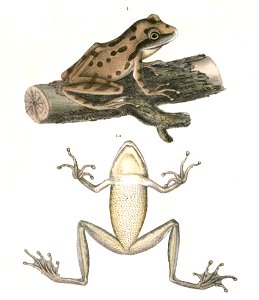Polypedates maculatus Hardwicke