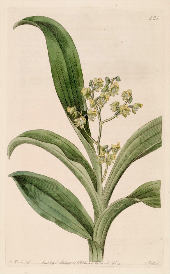 Polystachya puberula - Bot. Reg. 10 pl. 851 (1824)