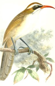 Pomatorhinus ochraceiceps 1877