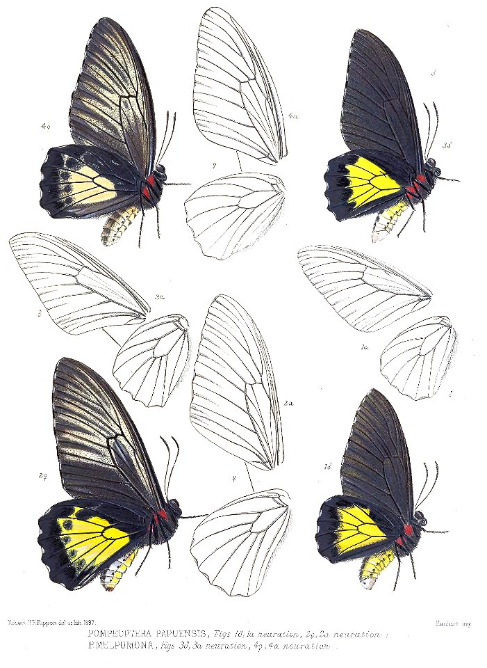PompeopteraPapuensis2Rippon