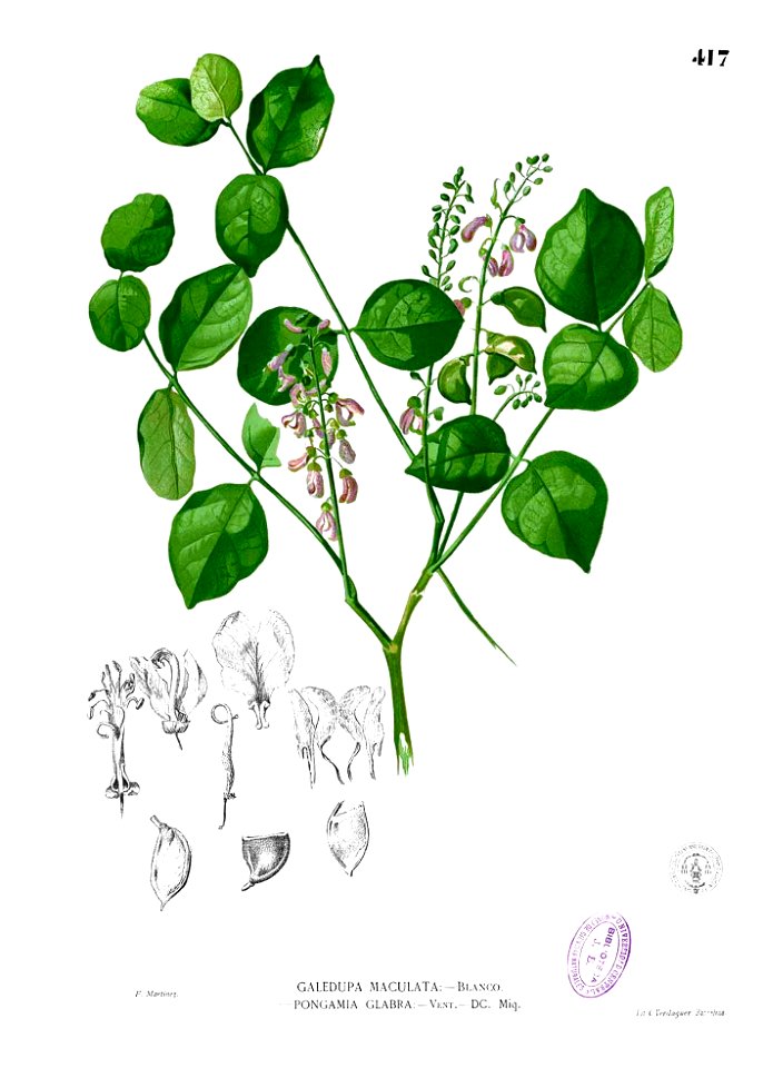 Pongamia pinnata Blanco2.417
