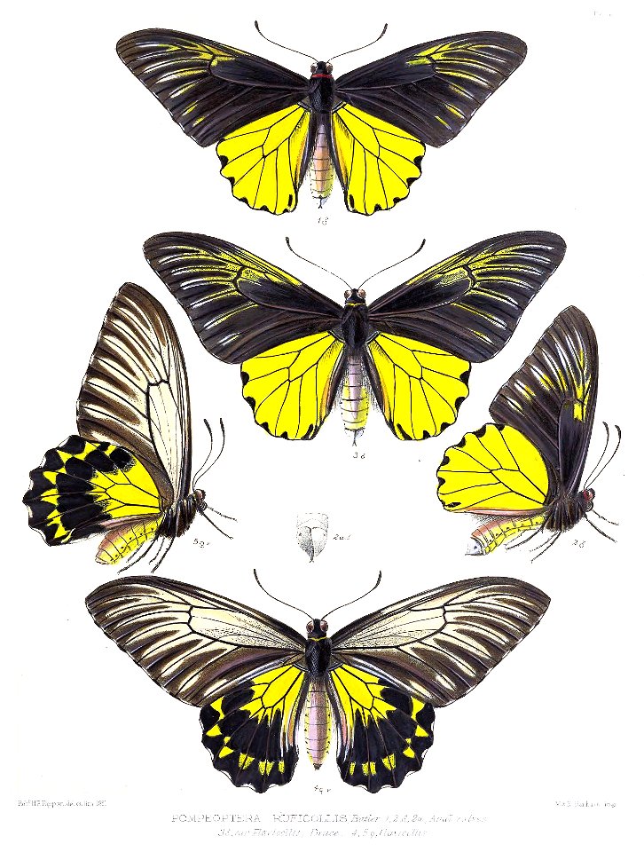PompeopteraRuficollisRippon