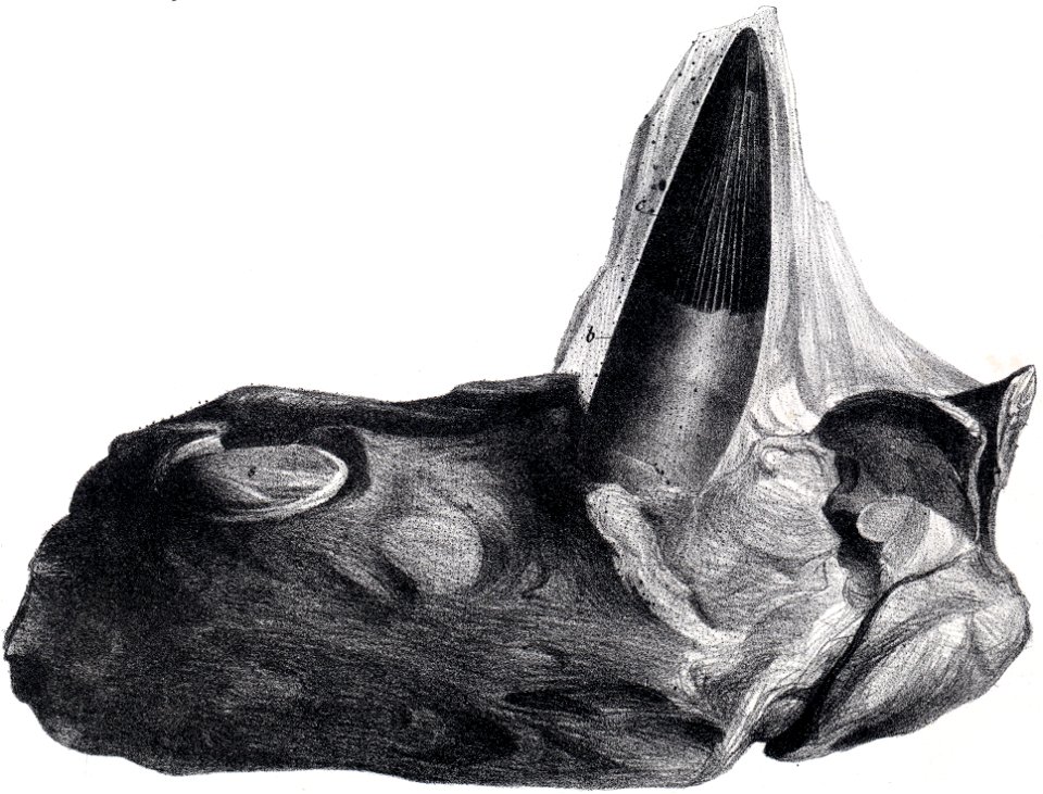 Polyptychodon