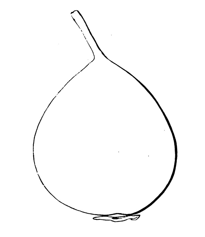 Pomone tournaisienne, Dumortier, 1869 (page 55) - Passe-Colmar d'été