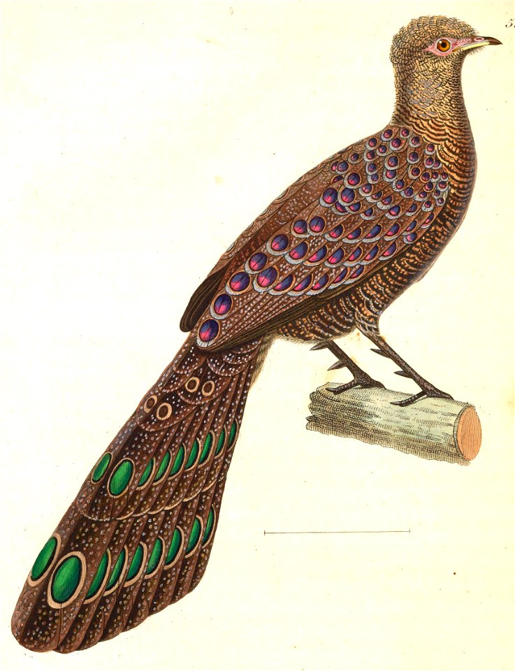 Polyplectron bicalcaratum 1838