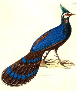 Polyplectron napoleonis 1838