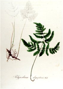 Polypodium dryopteris — Flora Batava — Volume v12