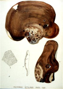 Polyporus betulinus — Flora Batava — Volume v20. Free illustration for personal and commercial use.