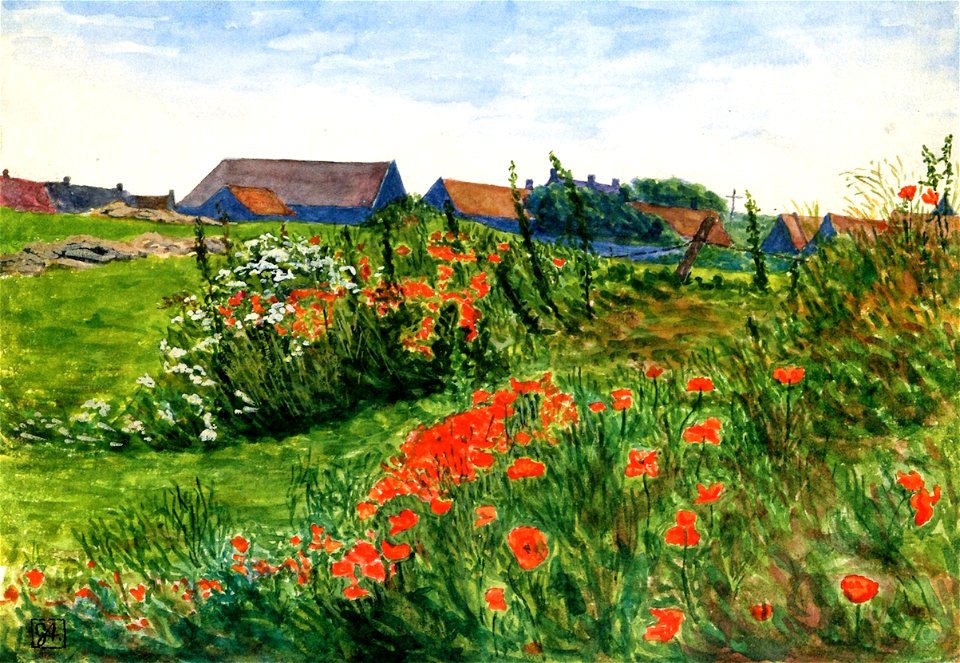 Poppy Field in Bloom