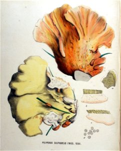 Polyporus sulphureus — Flora Batava — Volume v16. Free illustration for personal and commercial use.