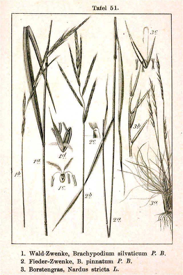 Pooideae spp Sturm51