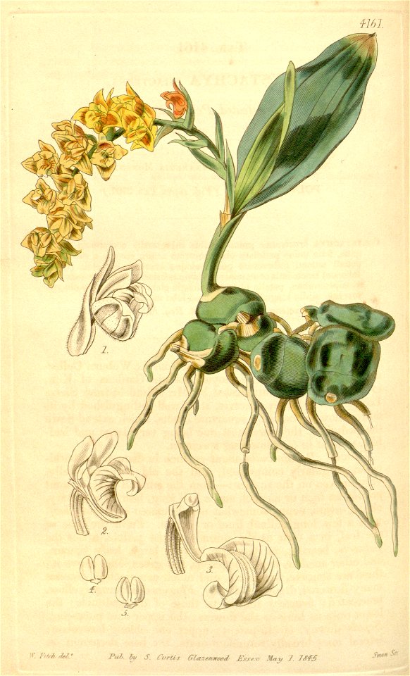 Polystachya affinis (as Polystachya bracteosa) - Curtis' 71 (Ser. 3 no. 1) pl. 4161 (1845)