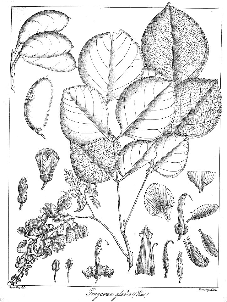 Pongamia glabra Govindoo