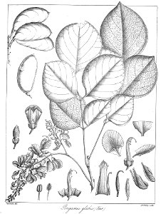 Pongamia glabra Govindoo