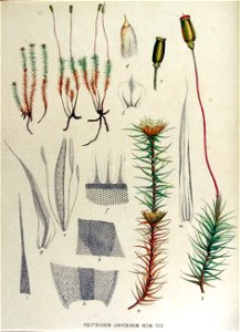 Polytrichum juniperinum — Flora Batava — Volume v15. Free illustration for personal and commercial use.