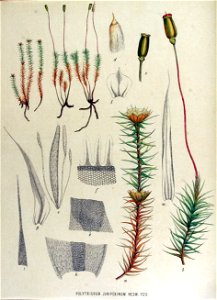 Polytrichum juniperinum — Flora Batava — Volume v15