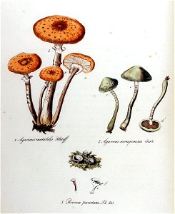 Poronia punctata — Flora Batava — Volume v11. Free illustration for personal and commercial use.