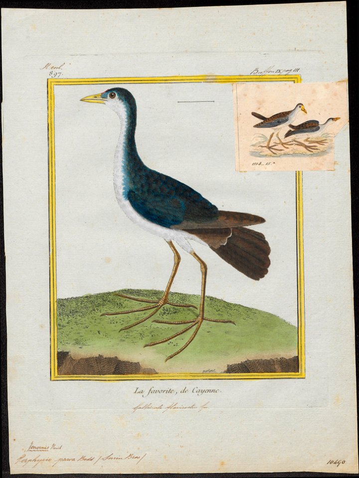 Porphyrio parva - 1700-1880 - Print - Iconographia Zoologica - Special Collections University of Amsterdam - UBA01 IZ17500183