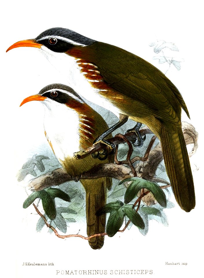 PomatorhinusSchisticepsKeulemans